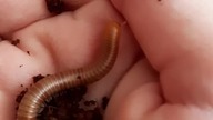 Spirostreptus sp.  Tanzania (cudne maleństwo) 