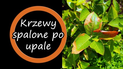 Koszulki - https://zielonyumysl.cupsell.pl/ 
Strona z moimi książkami i zeszytami do kupienia: https://www.amazon.pl/s?istripbooks&rhp_27%3ARafa%C5%82+Szyrsze%C5%84&refdp_byline_sr_book_1
https://www.facebook.com/umyslzielony strona Facebookowa
https://www.facebook.com/groups/600609010277711/  - grupa pszczołowate
https://www.facebook.com/groups/1390889764265438/ - grupa Ekologiczne rolnictwo