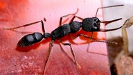 NOWE ROBOTNICE u Harpegnathos venator !! + Budowa pionowego formi dla Polyrhachis dives