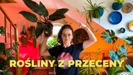 Jak TANIO kupować rośliny domowe ?Jak uratować roślinę z przeceny ?  VLOG