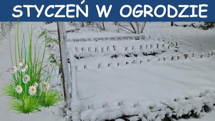 Styczeń w ogrodzie.