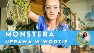 Monstera - jak uprawiać w samej wodzie , bez ziemi, podłoża ?