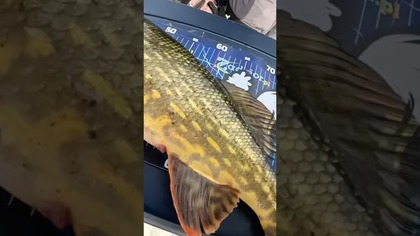 Szczupaki na żywo na parząchwie #wędkarstwo