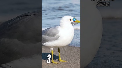 3 CIEKAWOSTKI O MEWACH