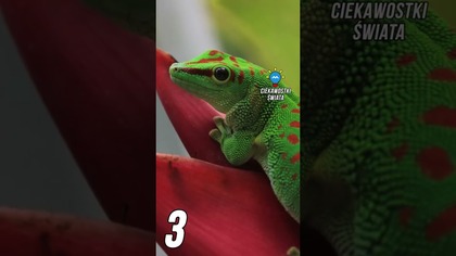 3 CIEKAWOSTKI O JASZCZURKACH