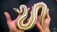 Przegląd kluseczek  Regius, heterodon i lampropeltis