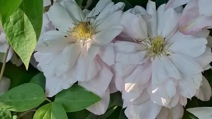 Clematis INNOCENT BLUSH #clematisy