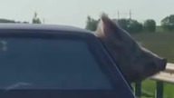Jak w Rosji przewozi się świnię