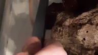 Three Hungry Men 
