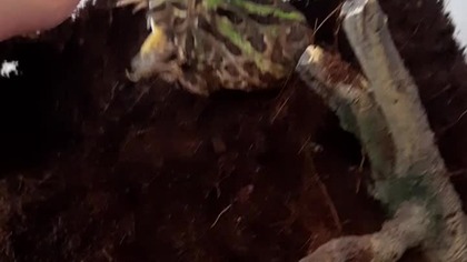 Pac Man Frog Handfeeding With Locust 