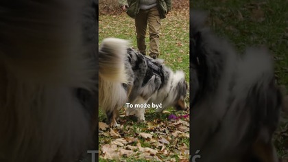 BEHAWIORYSTA POKAZUJE, NA CO ZWRÓCIĆ UWAGĘ NA ETYKIETACH KARM! TAK MĄDRZE NAKARMISZ SWOJEGO PUPILA!