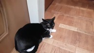 Opętany kot - JAK POPRAWNIE BAWIĆ SIĘ KOTEM