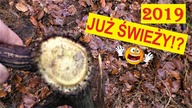 Zrzuty 2019,  Czy to Świeży Dziesiątak Od Starego Jelenia, Uwsteczniającego Się? Pomocy