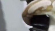 Pyton Królewski na Gigancie xD