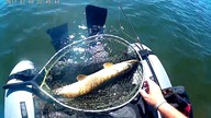 Pike Fly Fishing Szczupaczki na muchę