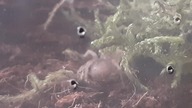 Młoda Brachypelma emilia (L2/L3) zwiedza nowy pojemnik