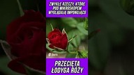 #shorts ZWYKŁE RZECZY, KTÓRE POD MIKROSKOPEM WYGLĄDAJĄ IMPONUJĄCO PRZECIĘTA ŁODYGA RÓŻY