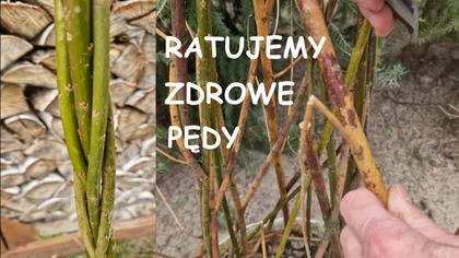  Ratujemy zdrowe pędy.  Naturalne formy ogrodowe.