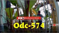 Odc-574-Ratowanie,cięcie musa veinte cohol,ścinanie liści musa acuminata,papaje.