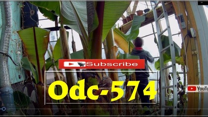 Odc-574-Ratowanie,cięcie musa veinte cohol,ścinanie liści musa acuminata,papaje.