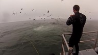 Humbak o mały włos nie zjadł nurka