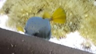 Interesting-looking pufferfish (which species?) at the zoo 