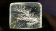 Żywica epoksydowa - Dandelion in epoxy resin Dmuchawiec w żywicy epoksydowej - kostka lodu