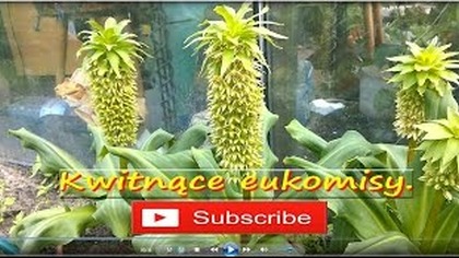 154. Kwitnące eukomisy Cz. 2 .  Polecam, łatwa uprawa.