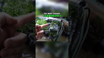 Sadzenie bez śladu! Zobacz, jak to robię w akwapaludarium