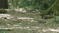 Wiewiórka / Squirrel # 3