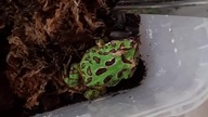 Karmienie Żaby Rogatej / Pacman Frog Feeding 