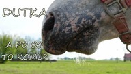 Dutka- cóż to jest?!