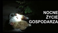 Noc z życia gospodarza - kury między skrzynkami