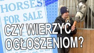 Zakup konia.  Czy wierzyć ogłoszeniom?