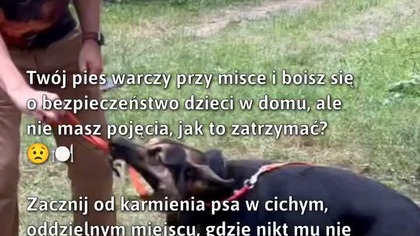 Bezpieczne jedzenie dla psa #Psy #BezpieczeństwoZwierząt #KarmieniePsa