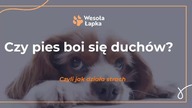 Czy pies boi się duchów?