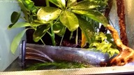 Prezentacja paludarium/terrarium oraz węża trawnego (Opheodrys aestivus)