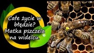 Byliście całe życie w błędzie? Kto rządzi w roju pszczół?