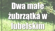Dwa małe żubrzątka w lubelskim stadzie