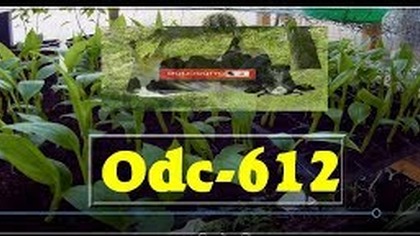 Odc-612. Podsumowanie doświetlania banan&oacute;w, będzie wielka farma bananowa w Polsce 