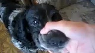Pies włbrłelppłepłełe
