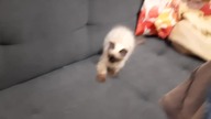 Cats make no sense