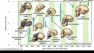 Długie czaszki Neandertalczyków #ciekawostki #neandertalczyk #historia