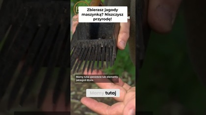 NIE ZBIERAJ TAK JAGÓD! NISZCZYĆ PRZYRODĘ!