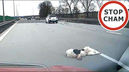 Pies na środku autostrady A4 [+18] - #2165 Wasze Filmy