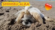 Cute Puppy - Video - Puppyhood - fun seaside