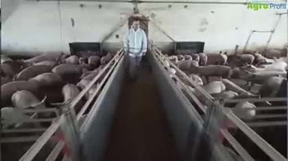 Cała rodzina skazana na 8 miesięcy więzienia za hodowlę świń.  Podobny los może czekać też ciebie! mp4 458x288
