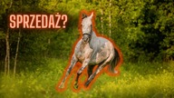 CO SIĘ DZIEJE Z PUNTĄ?!