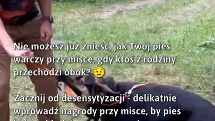 Desensytyzacja psa przy misce  #SzkolenieZPsami #BehawiorPsa #DogTraining