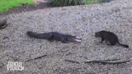 Kot vs aligator